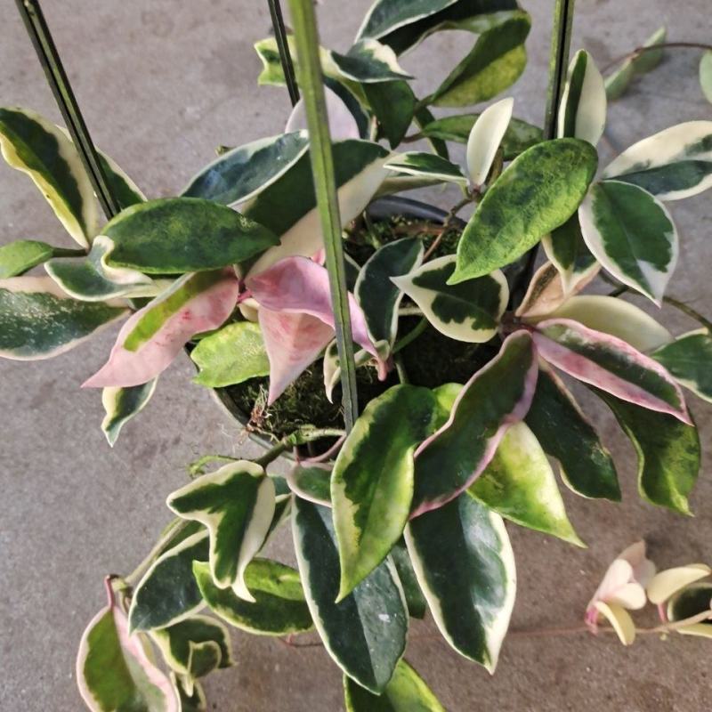 花叶球兰锦开花爬藤北欧风四季常青吊兰植物盆栽阳台室内花卉