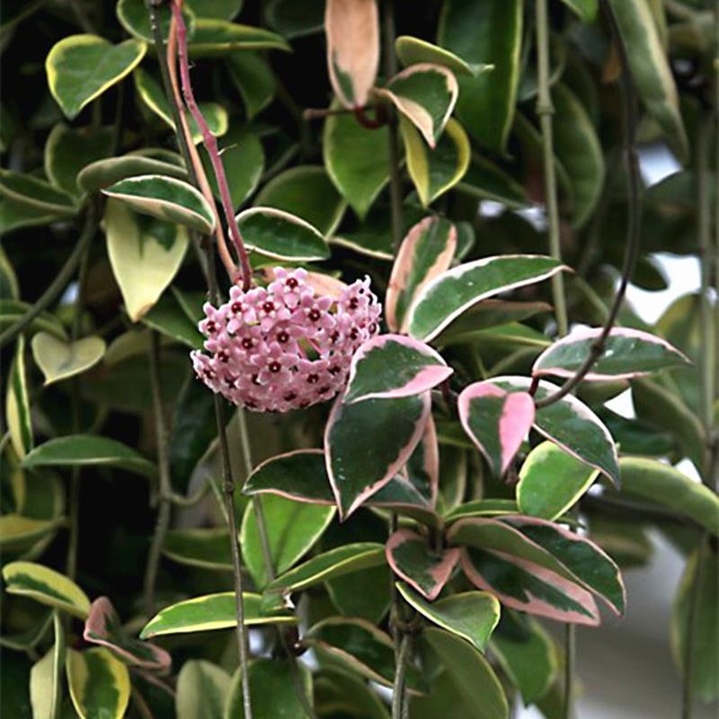 花叶球兰锦开花爬藤北欧风四季常青吊兰植物盆栽阳台室内花卉