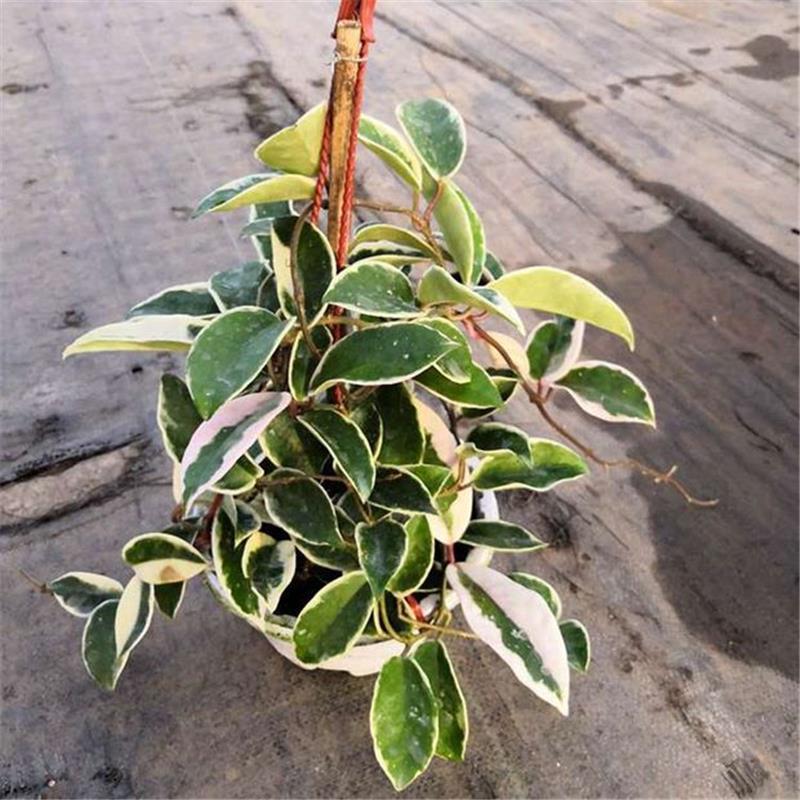 花叶球兰锦开花爬藤北欧风四季常青吊兰植物盆栽阳台室内花卉