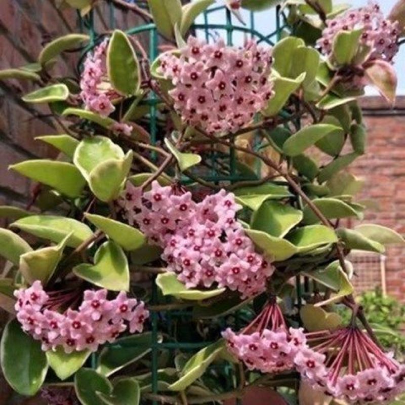 花叶球兰锦开花爬藤北欧风四季常青吊兰植物盆栽阳台室内花卉