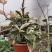 花叶球兰锦开花爬藤北欧风四季常青吊兰植物盆栽阳台室内花卉