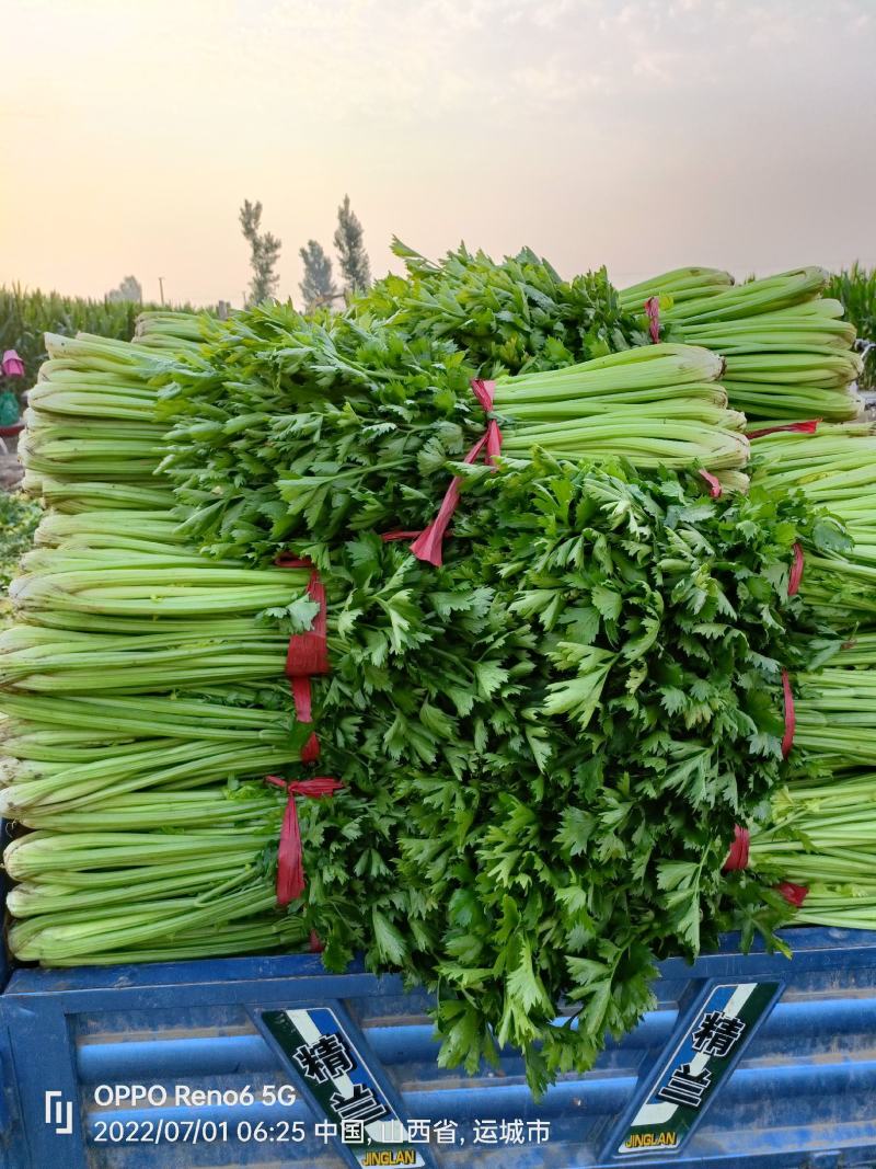 芹菜，产地芹菜，大概有500亩左右精品西芹，大量上市