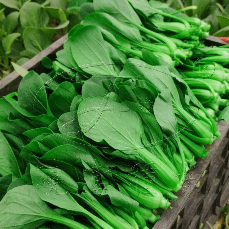 耐热耐寒油绿青梗菜种子纤维少珍品88青梗菜种子小青菜
