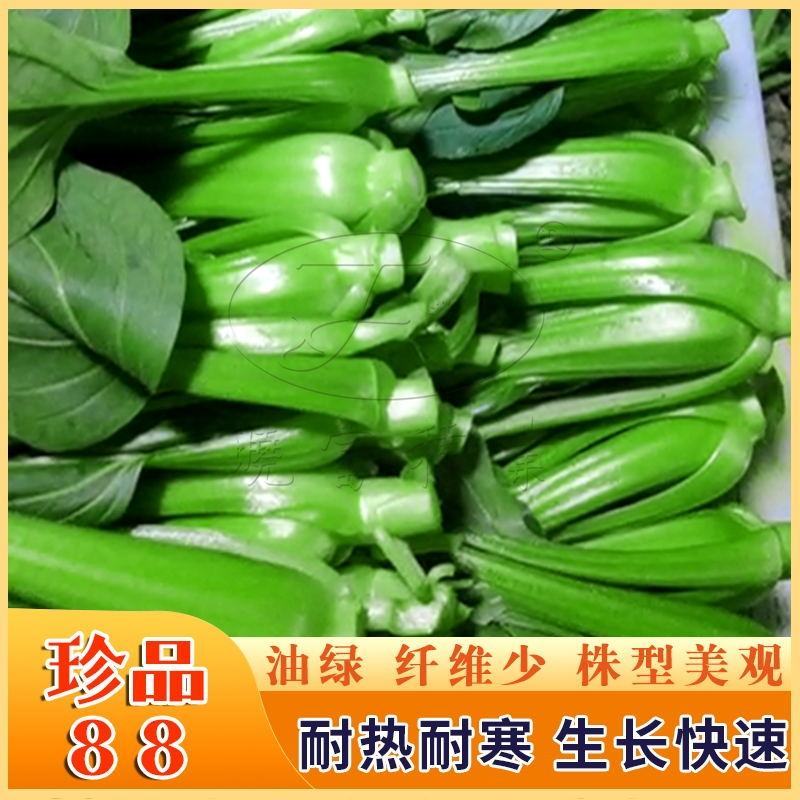 耐热耐寒油绿青梗菜种子纤维少珍品88青梗菜种子小青菜