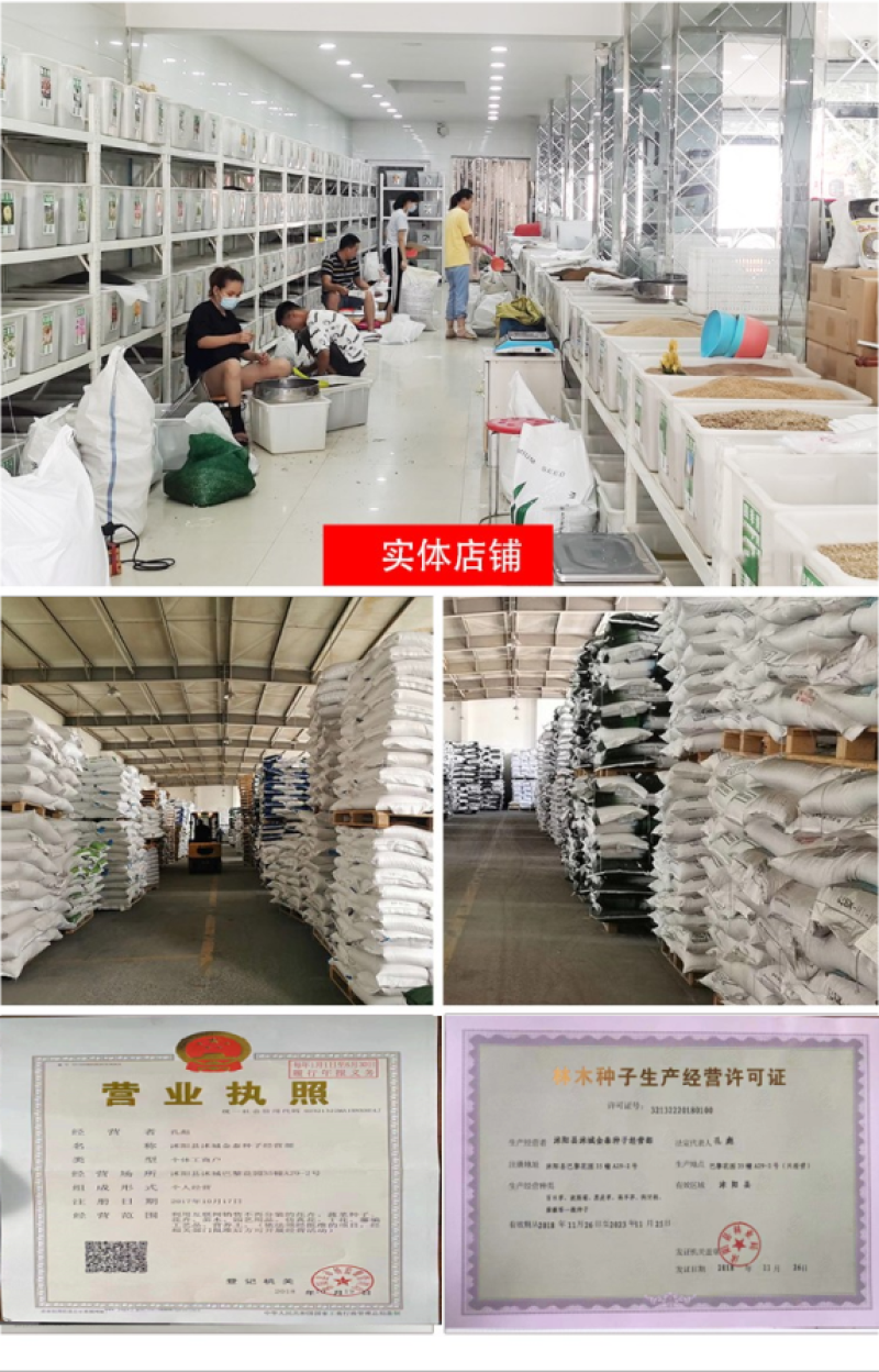 狗牙根种子矮生耐践踏免修剪根系发达固土固沙防塌