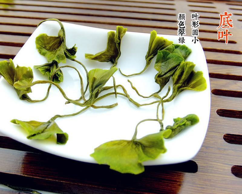 银杏叶基地直销现货大量供应一级货欢迎客户咨询考察