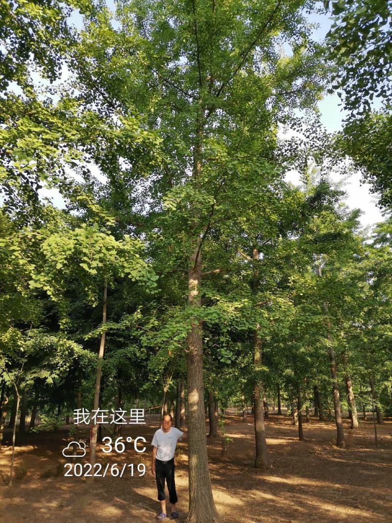 银杏叶基地直销现货大量供应一级货欢迎客户咨询考察
