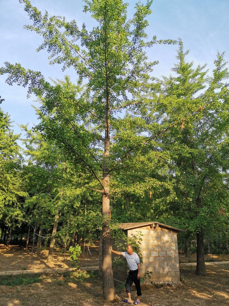 银杏叶基地直销现货大量供应一级货欢迎客户咨询考察