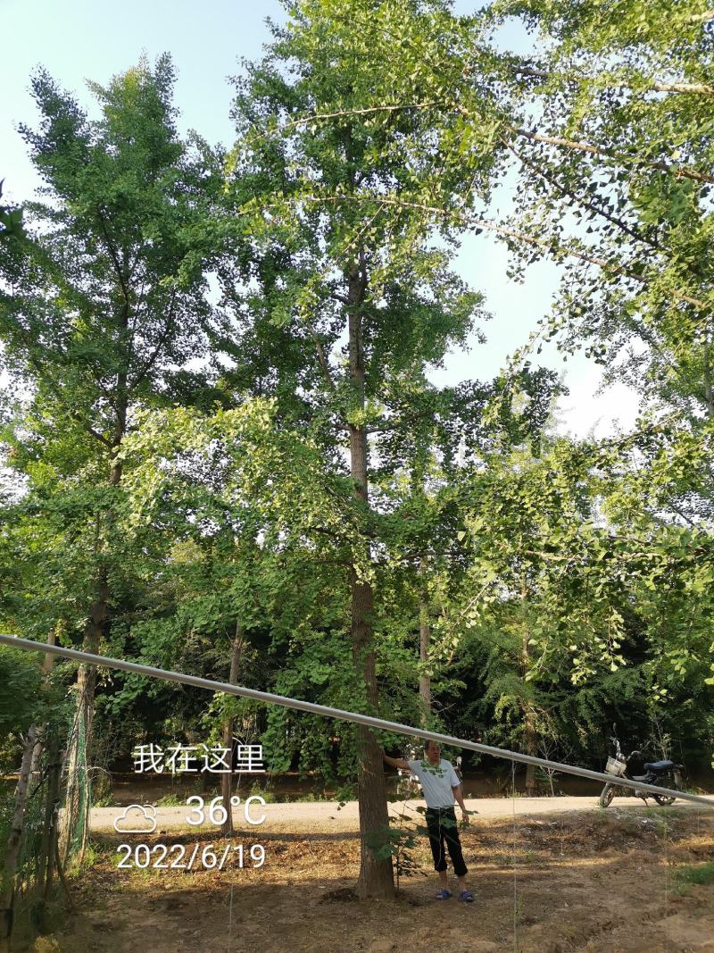 银杏叶基地直销现货大量供应一级货欢迎客户咨询考察
