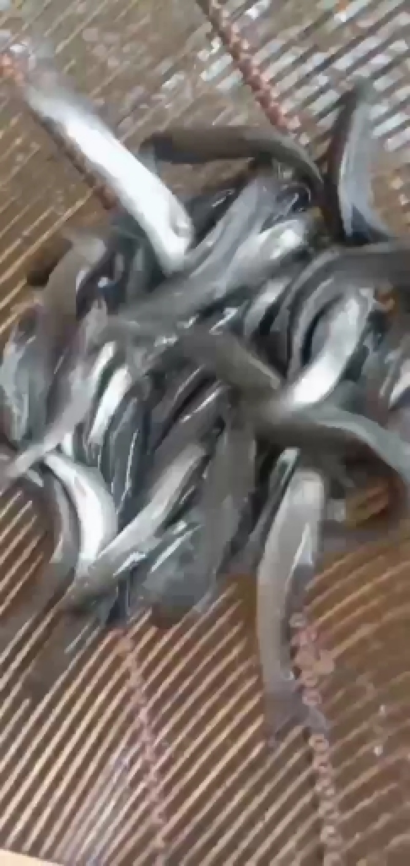 成品鱼和各种规格鱼苗批发欢迎光临订购！品种齐全！
