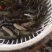 成品鱼和各种规格鱼苗批发欢迎光临订购！品种齐全！