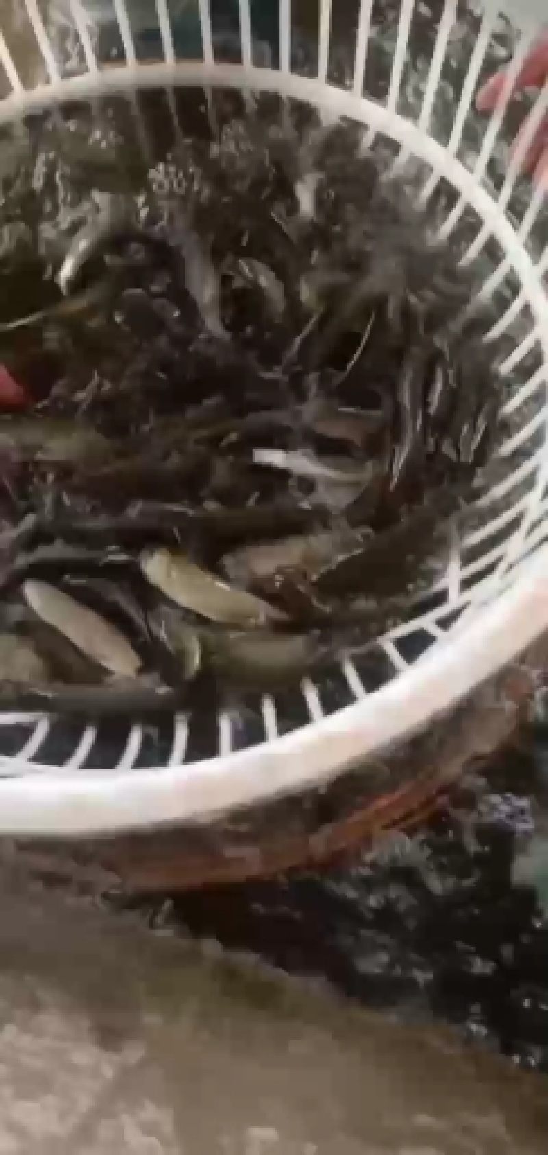 成品鱼和各种规格鱼苗批发欢迎光临订购！品种齐全！