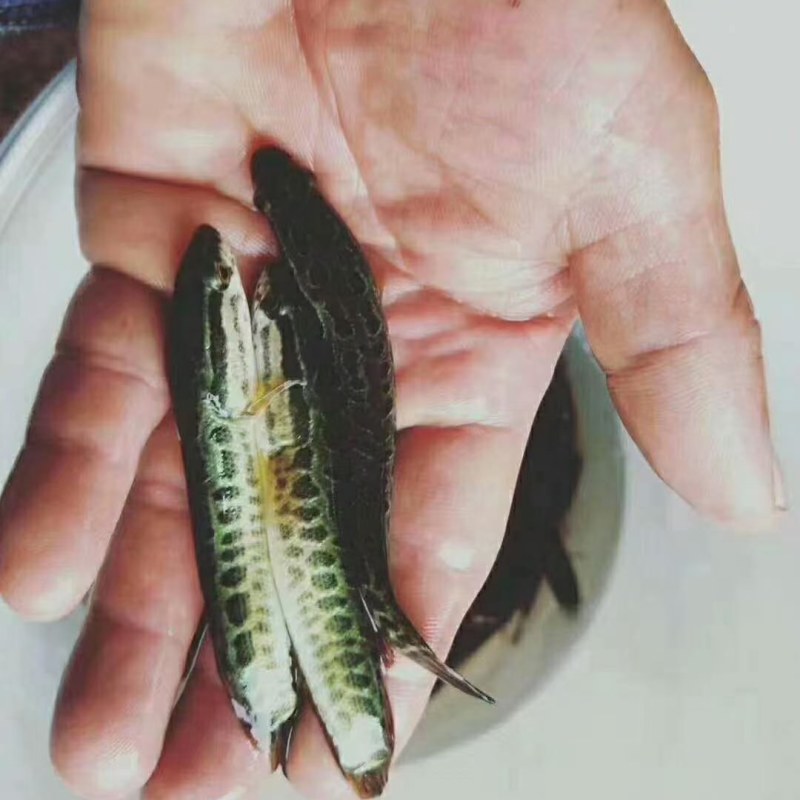 成品鱼和各种规格鱼苗批发欢迎光临订购！品种齐全！
