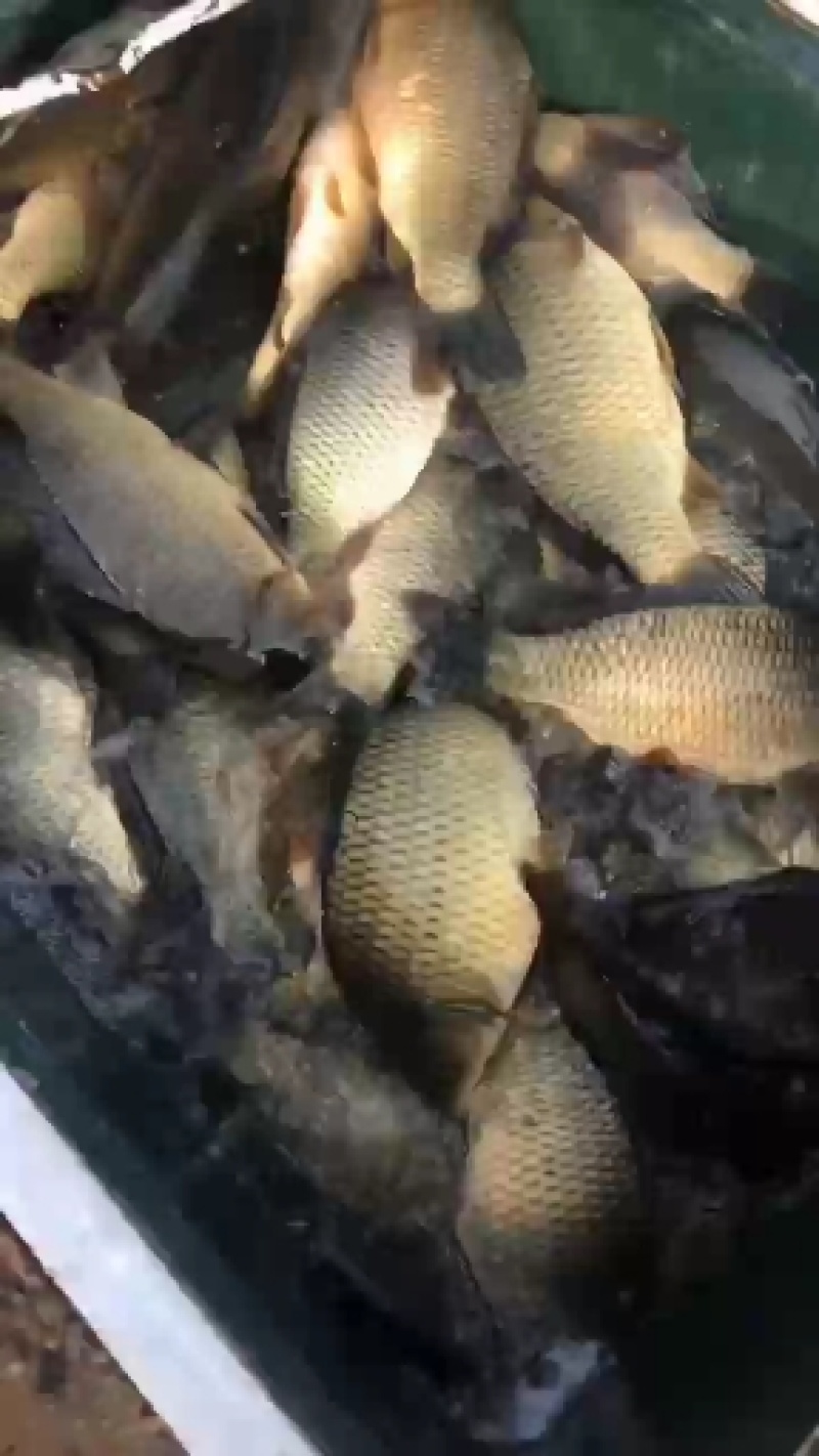 成品鱼和各种规格鱼苗批发欢迎光临订购！品种齐全！