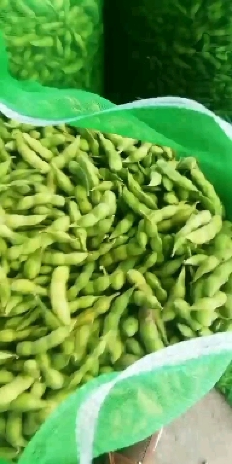 大夹翠绿宝毛豆大量上市了！质量好！整理加工包装一条龙服务