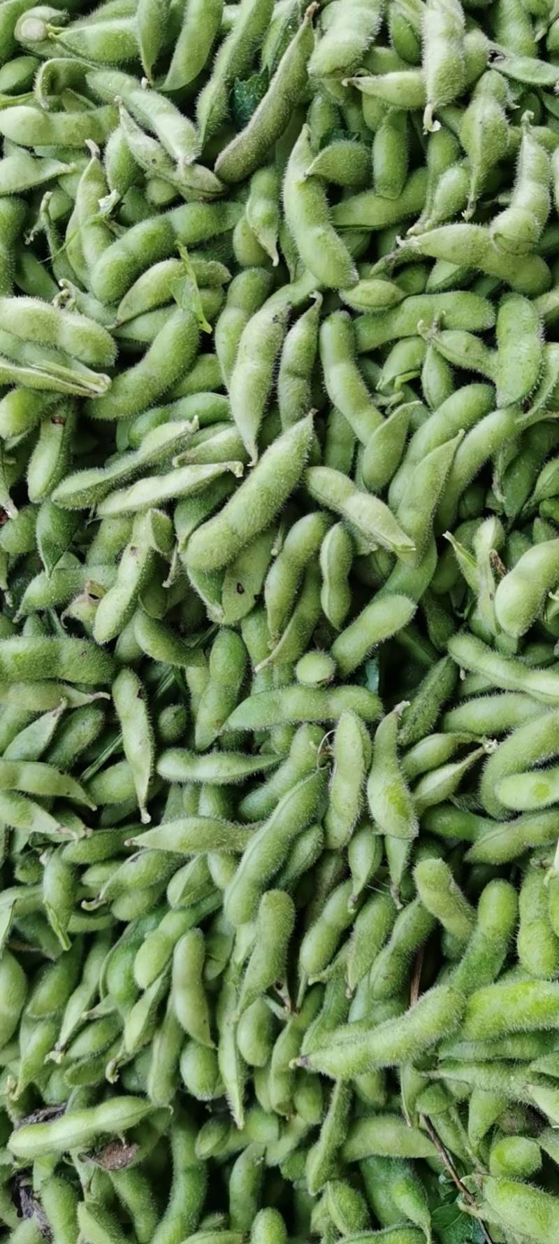 大夹翠绿宝毛豆大量上市了！质量好！整理加工包装一条龙服务