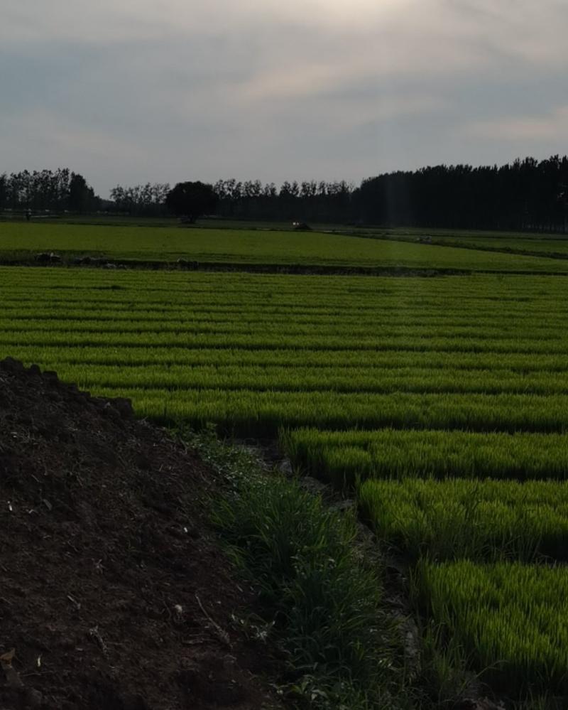 水稻机插秧苗杂交水稻苗精选黑细土土育秧产量高