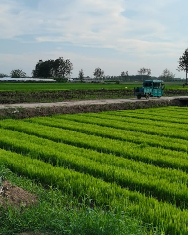 水稻机插秧苗杂交水稻苗精选黑细土土育秧产量高