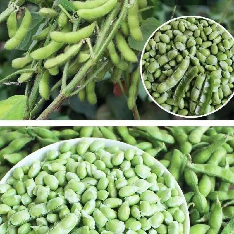 大夹翠绿宝毛豆大量上市了！质量好！整理加工包装一条龙服务