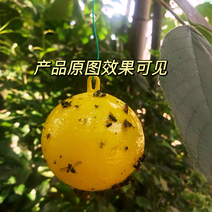 粘虫球用于柑桔大小实蝇果蝇针蜂瓜实蝇萤火虫等飞虫