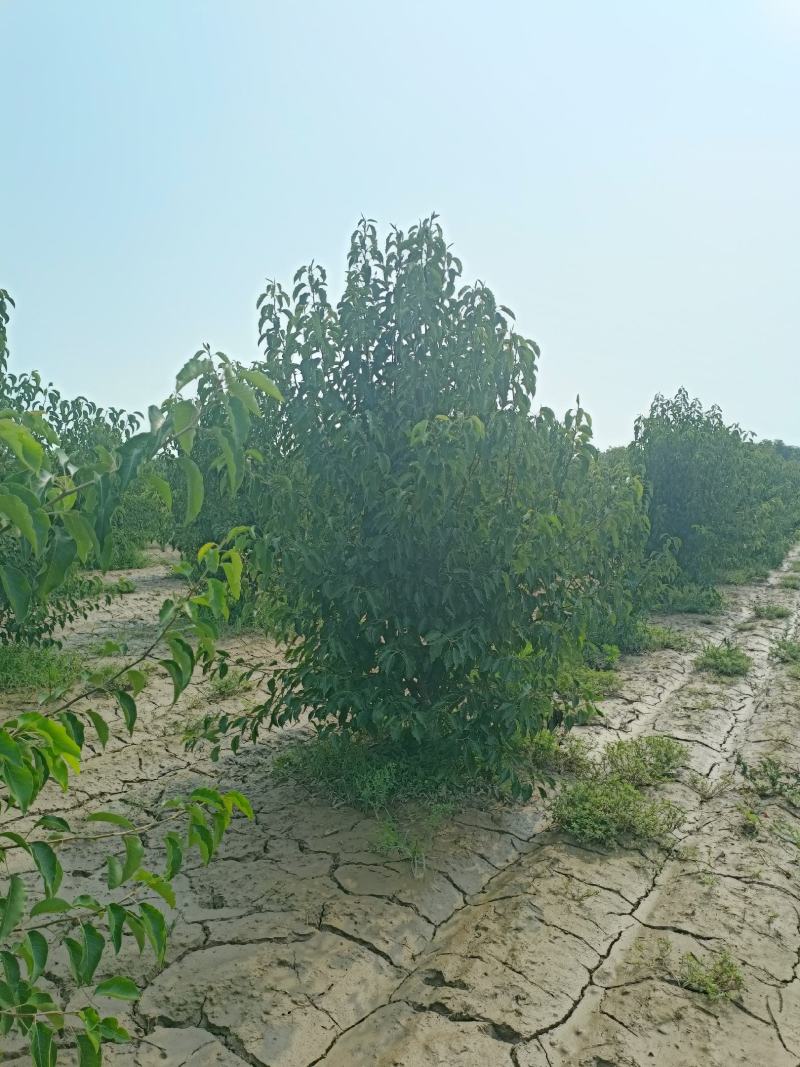 丛生彩叶豆梨管理简单秋火焰克利夫兰品种正价格美