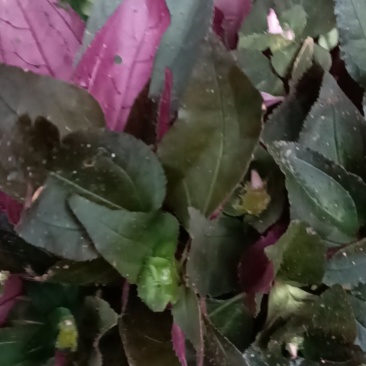 风柜斗草