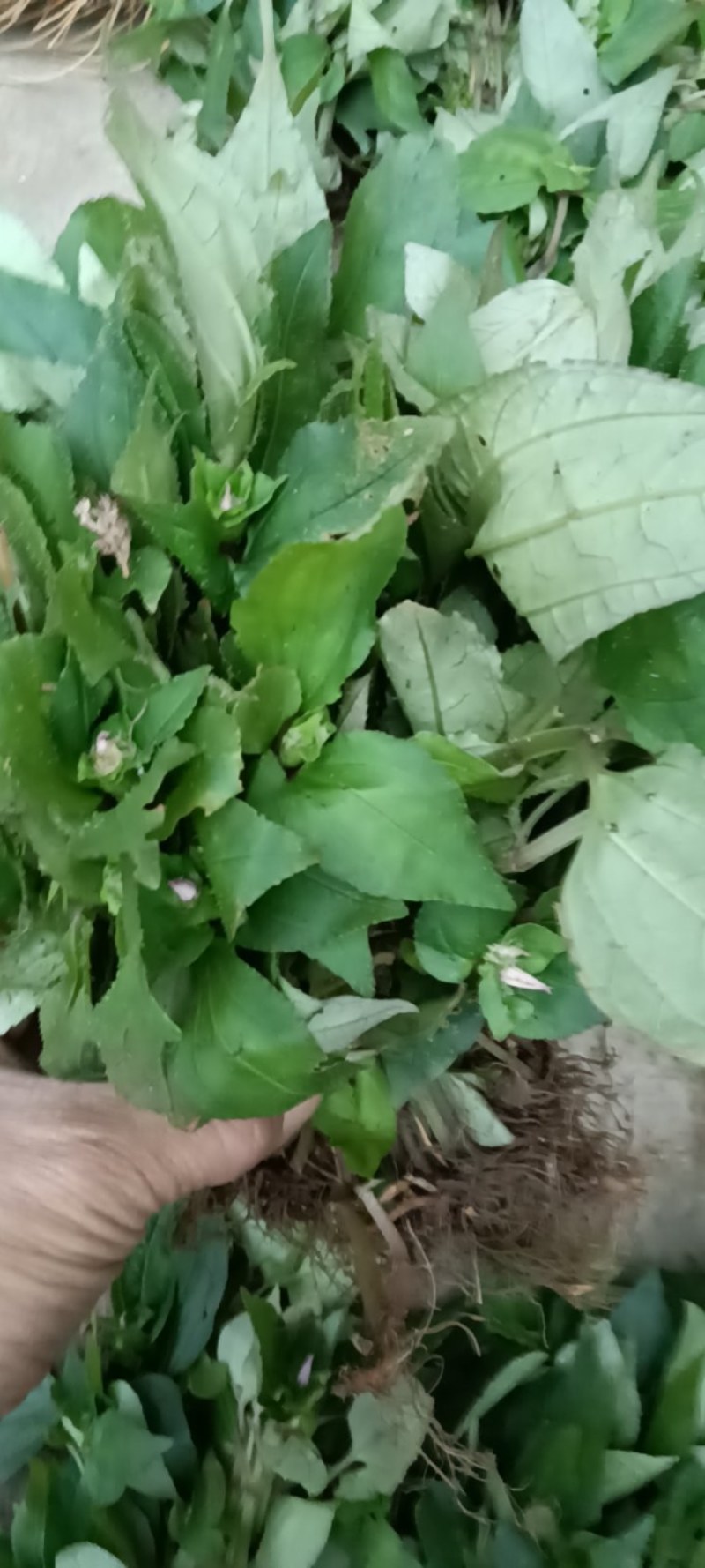 风柜斗草
