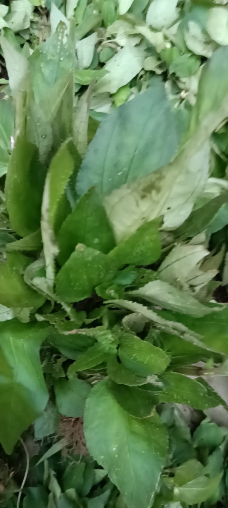风柜斗草