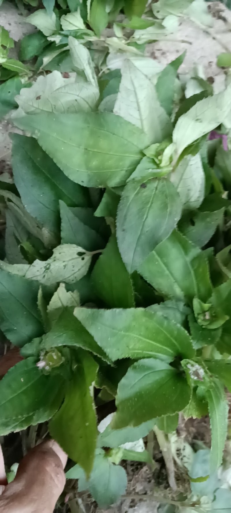 风柜斗草