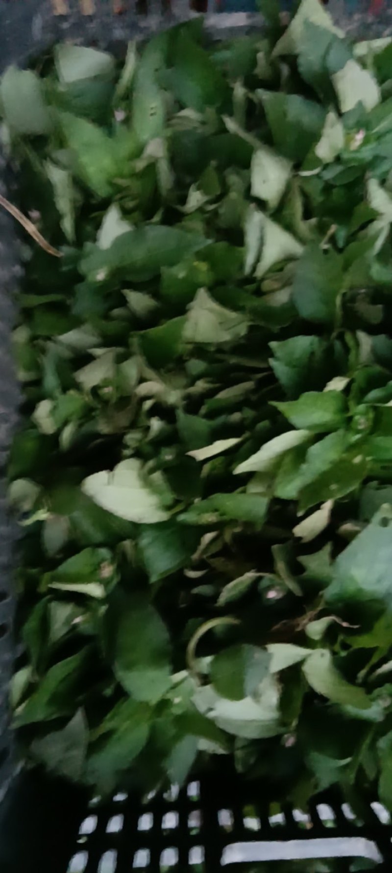 风柜斗草
