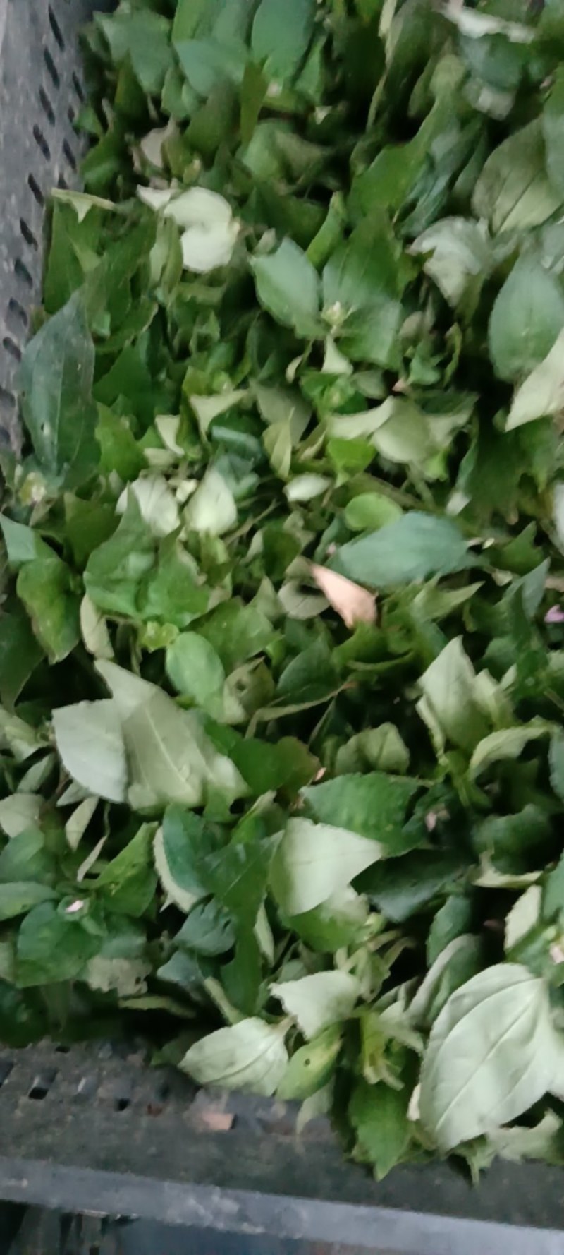 风柜斗草