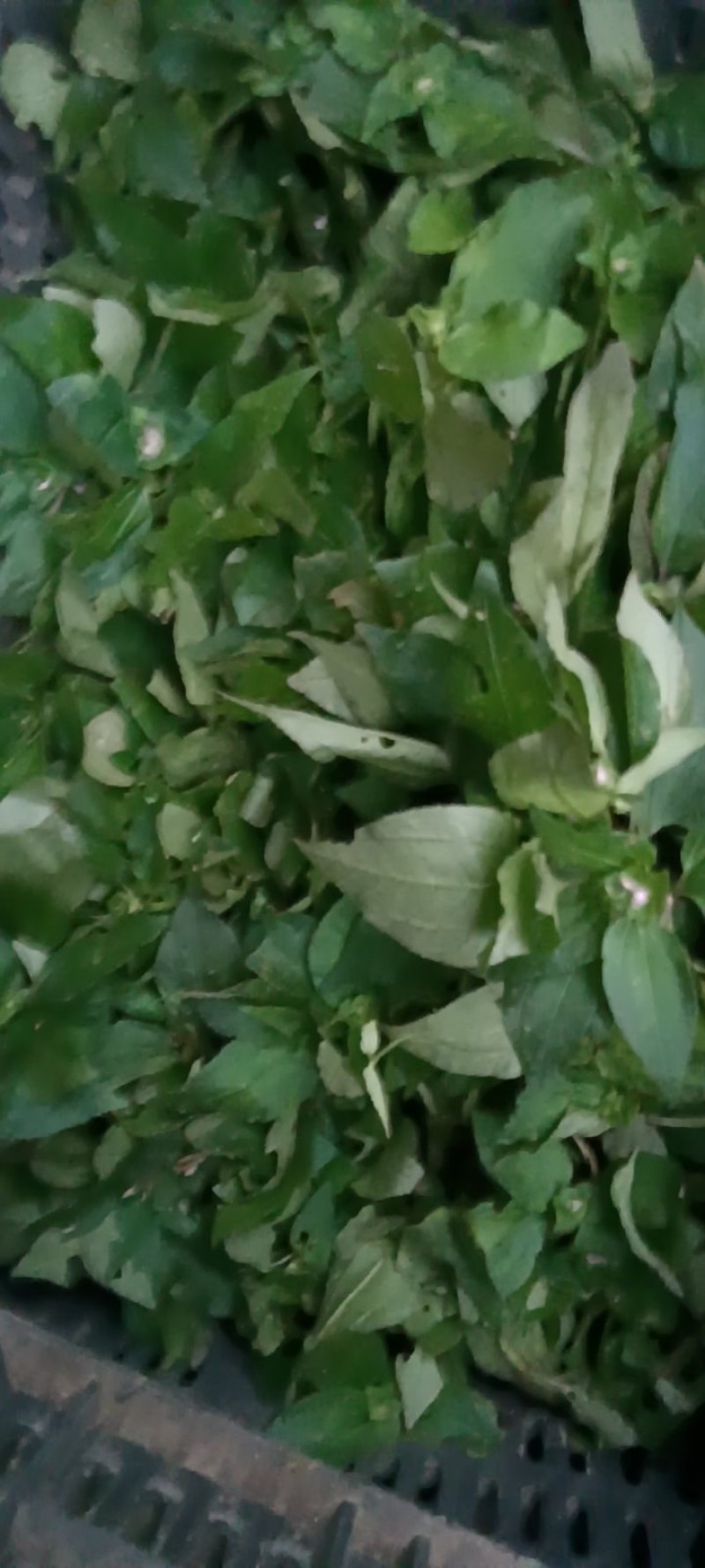风柜斗草