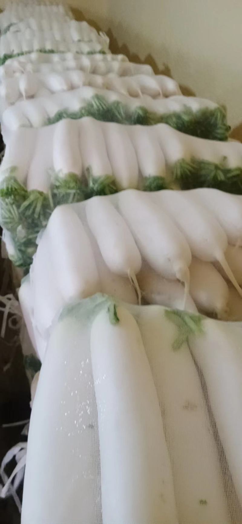 白萝卜张北高原优质白萝卜