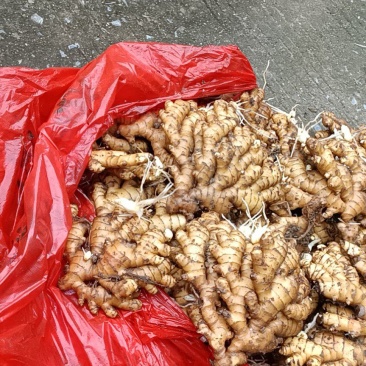 【广东卖的好】湖南汝城小黄姜产地供应高海拔种植