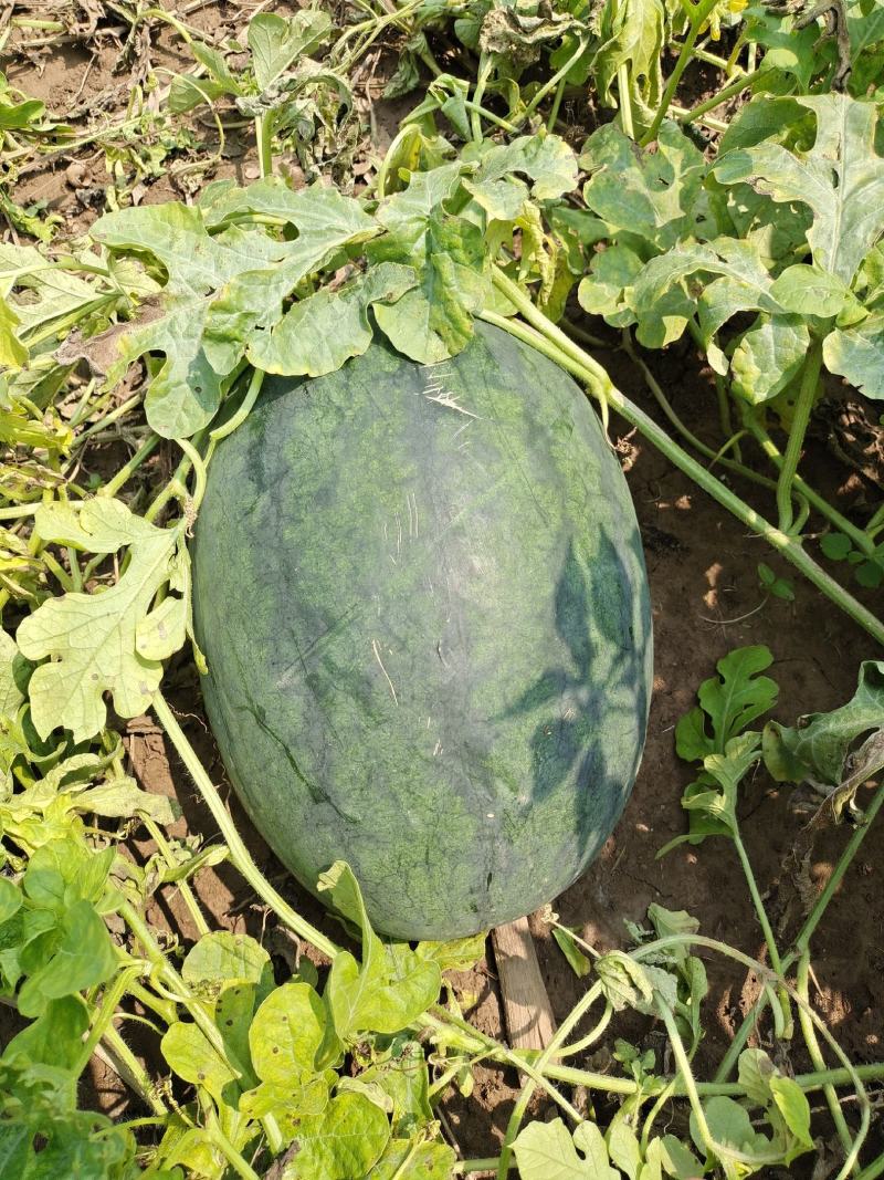 惠民县万佳农业。黑拳王，丰三，百亩种植基地，一手货源