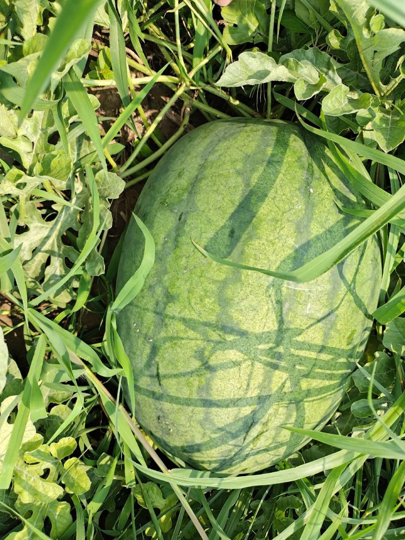 惠民县万佳农业。黑拳王，丰三，百亩种植基地，一手货源