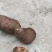 三叶青，种植时间三年，特点皮薄肉质白油亮。