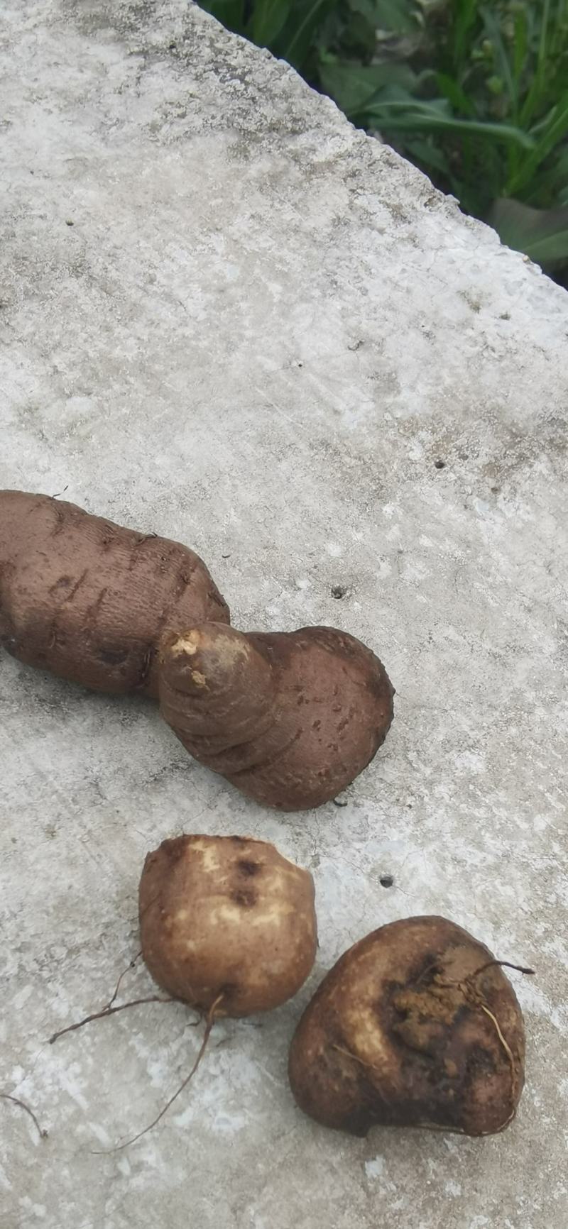 三叶青，种植时间三年，特点皮薄肉质白油亮。
