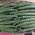 甘肃靖远黄瓜基地，黄瓜三等货，食堂瓜，价格便宜，常年供应