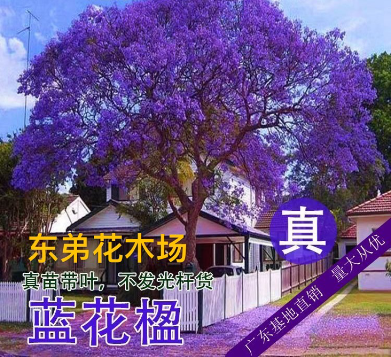 大量出售各种规格的蓝花楹有须联系我价格面议美丽