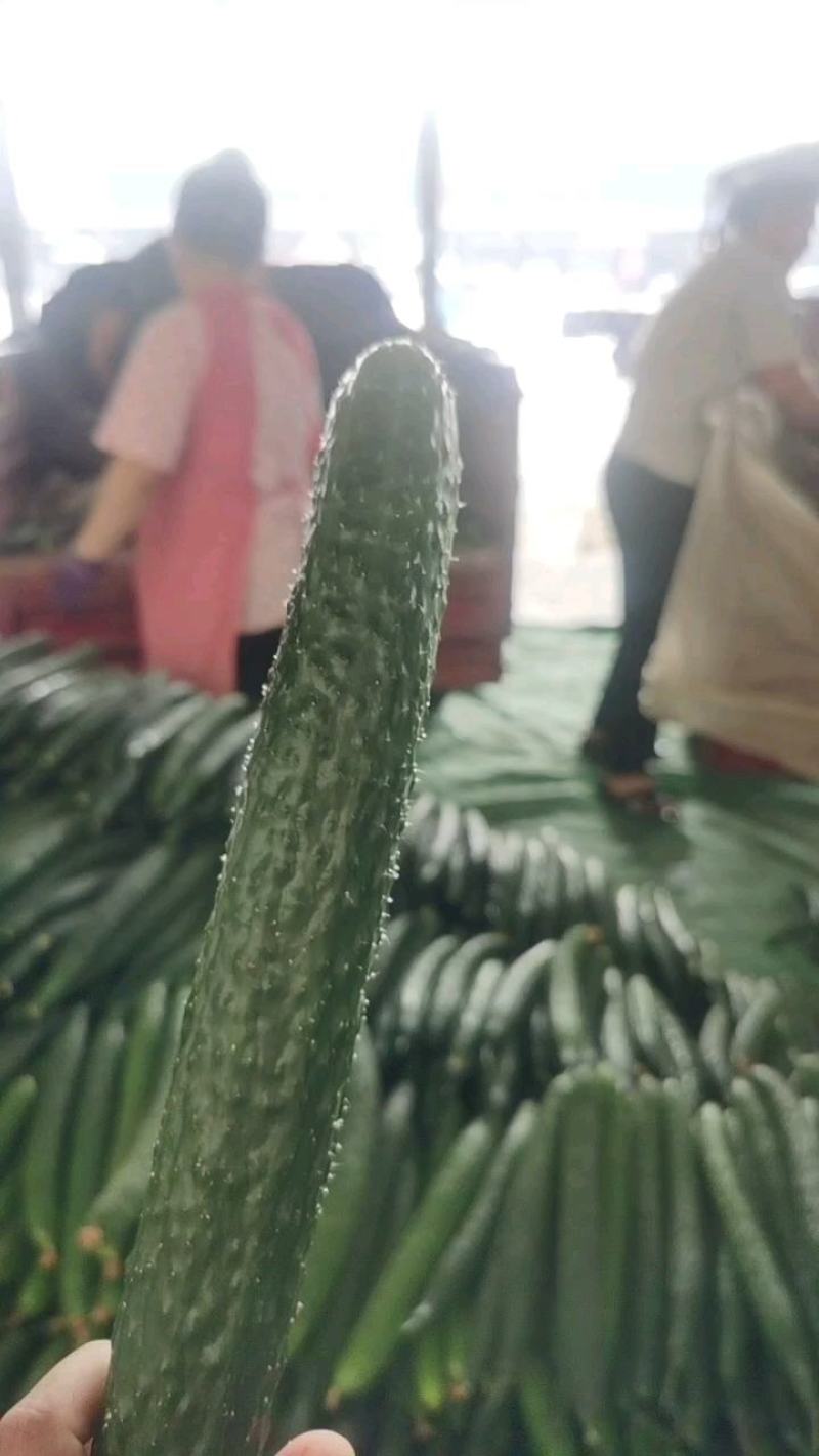 临沂沂南密刺黄瓜25公分以上产地直发量大从优