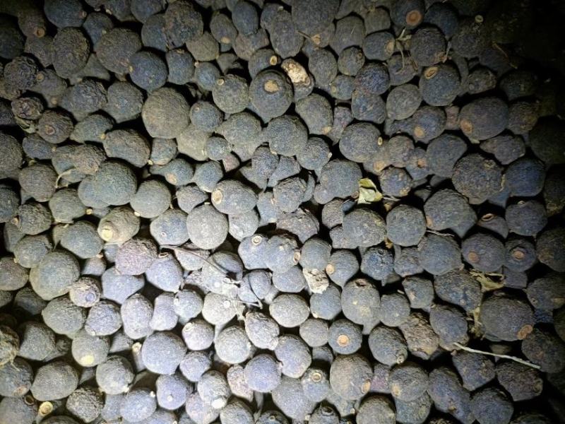 赣南脐橙落地果货源充足全国发货质量保证