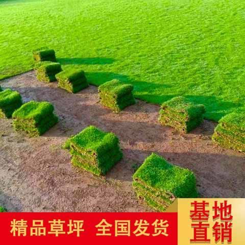 大量出售各种各样的草坪有须联系我价格优惠质量保证