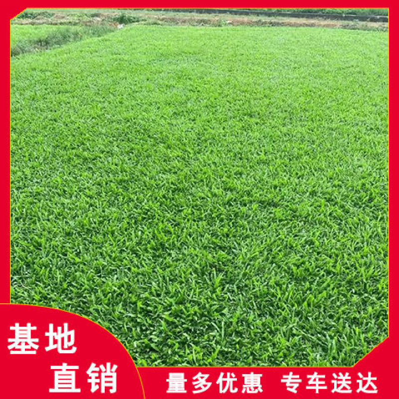大量兰引三号草有须联系我价格面议美丽