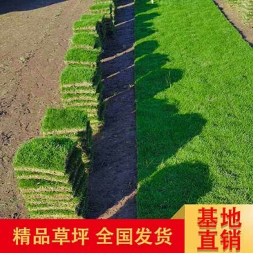 大量出售台湾草有须联系我价格面议美丽