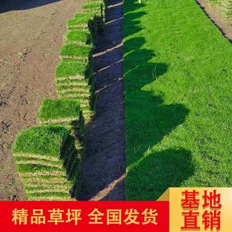 大量出售台湾草有须联系我价格面议美丽