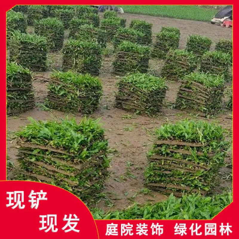 大量兰引三号草有须联系我价格面议美丽