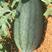 中宝，黑美人西瓜种子产量高品质好，易种易管理，一杂交种子