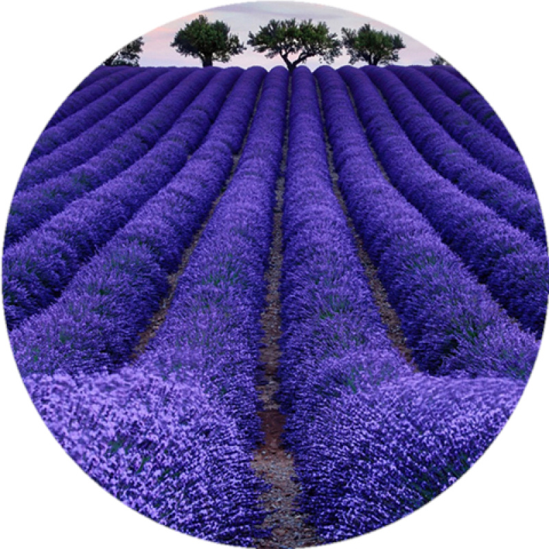 薰衣草种子进口普罗旺斯薰衣草种籽四季易种庭院阳台盆栽花卉