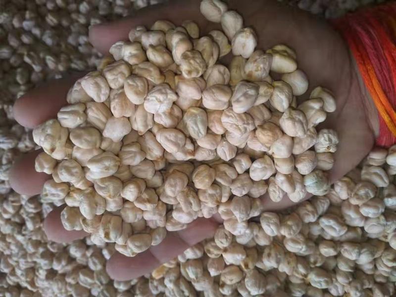 鹰嘴豆，源头厂家直销，颗粒大，均匀饱满，当年新货